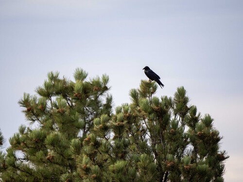 iNaturalist observation 2025-10-01