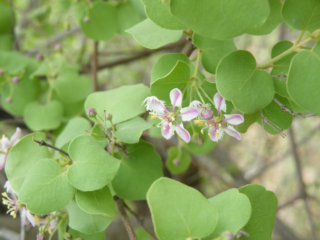Blue-leaved Saucer-fruit