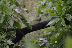 Conopophila albogularis