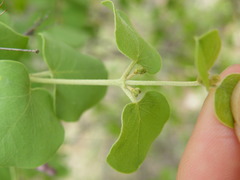 Triaspis glaucophylla