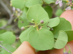 Triaspis glaucophylla