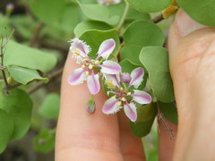 Triaspis glaucophylla
