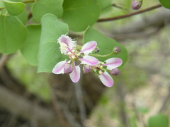 Triaspis glaucophylla
