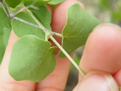 Triaspis glaucophylla