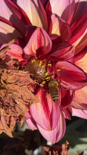 Bee