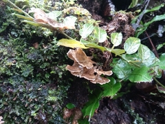 Fungi