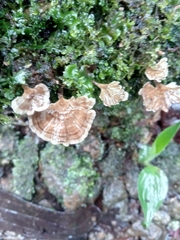 Fungi