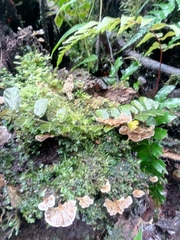 Fungi