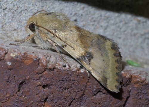 Darker-spotted Straw Moth photo 3
