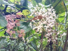 Begonia