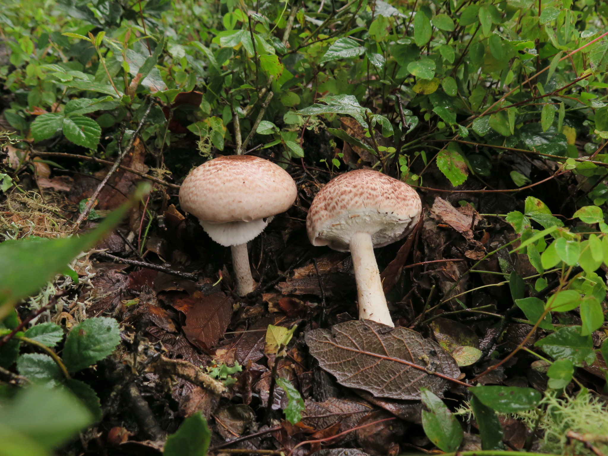 Agaricus subrutilescens image