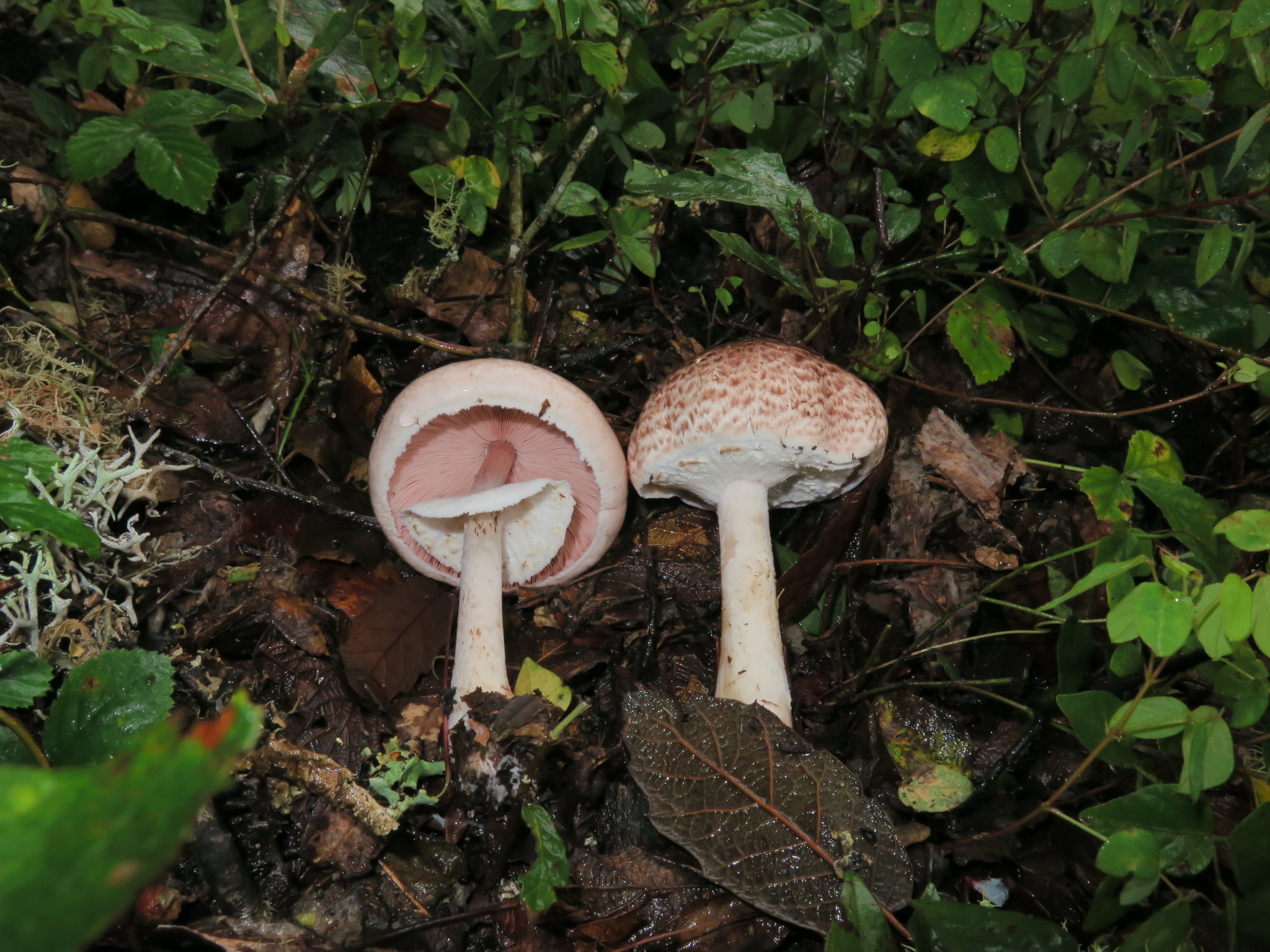 Agaricus subrutilescens image