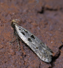 Deltophora sella