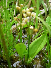 Maianthemum trifolium