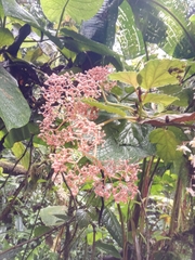 Begonia
