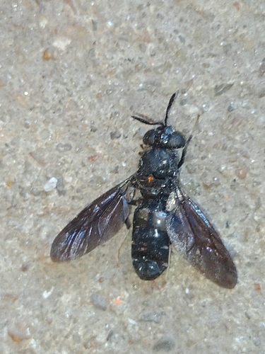 Unknown species found near Brook Creek, Lawrence, KS, USA