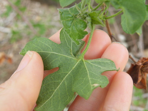 Image of Gossypium herbaceum by (c) Antoinette Eyssell Knox, some rights reserved (CC BY-SA)