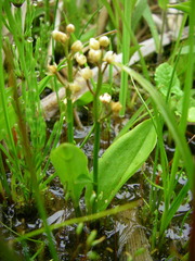 Maianthemum trifolium