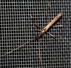 Rhinophthalmus