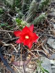 Austrocylindropuntia shaferi