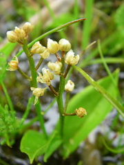 Maianthemum trifolium