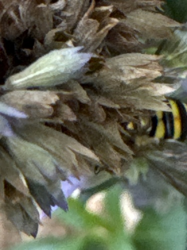 Unknown species found near Market St, La Crosse, WI, US