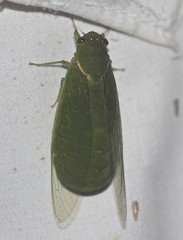 Glaucopsaltria viridis