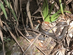 Coluber constrictor image