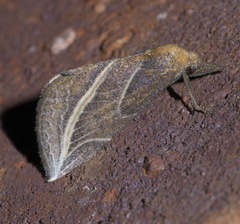 Phyprosopus callitrichoides