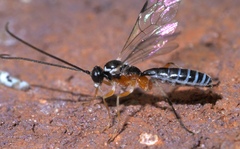 Ctenopelmatinae
