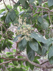 Lippia umbellata