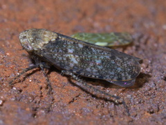Paraphlepsius collitus