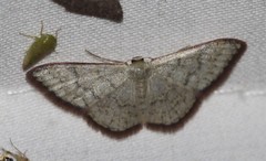 Idaea coercita