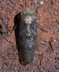 Paraphlepsius collitus