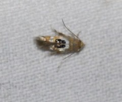 Hieromantis ephodophora