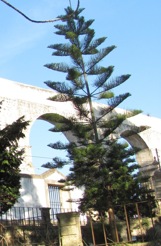 Араукарія — Araucaria heterophylla