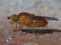Chlorops