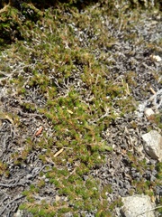 Selaginella peruviana