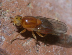 Chlorops