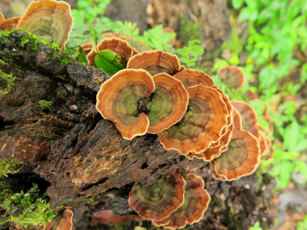Stereum sp. 'MX02'