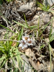 Nothoscordum andicola