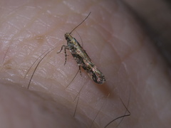 Aristotelia rubidella