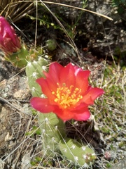 Austrocylindropuntia shaferi