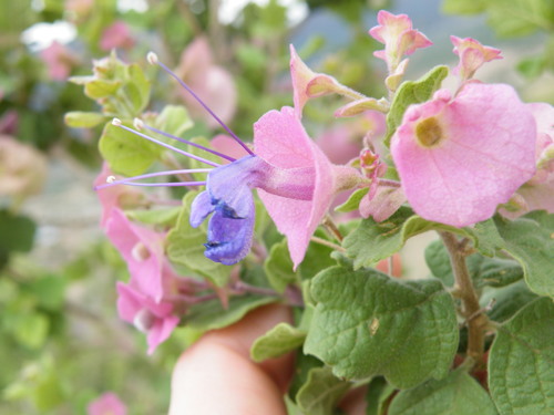 Image of Karomia speciosa by (c) Antoinette Eyssell Knox, some rights reserved (CC BY-SA)