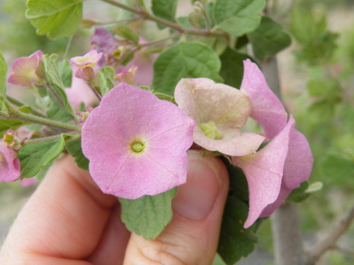 Image of Karomia speciosa by (c) Antoinette Eyssell Knox, some rights reserved (CC BY-SA)