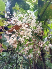 Begonia