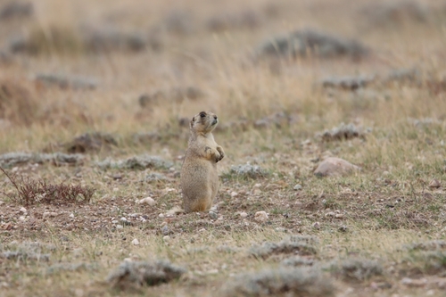 White-tailed Prairie Dog observed by judysue3