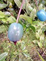 Campanulaceae