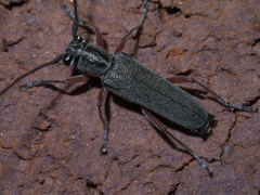 Saperda discoidea