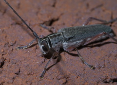 Saperda discoidea
